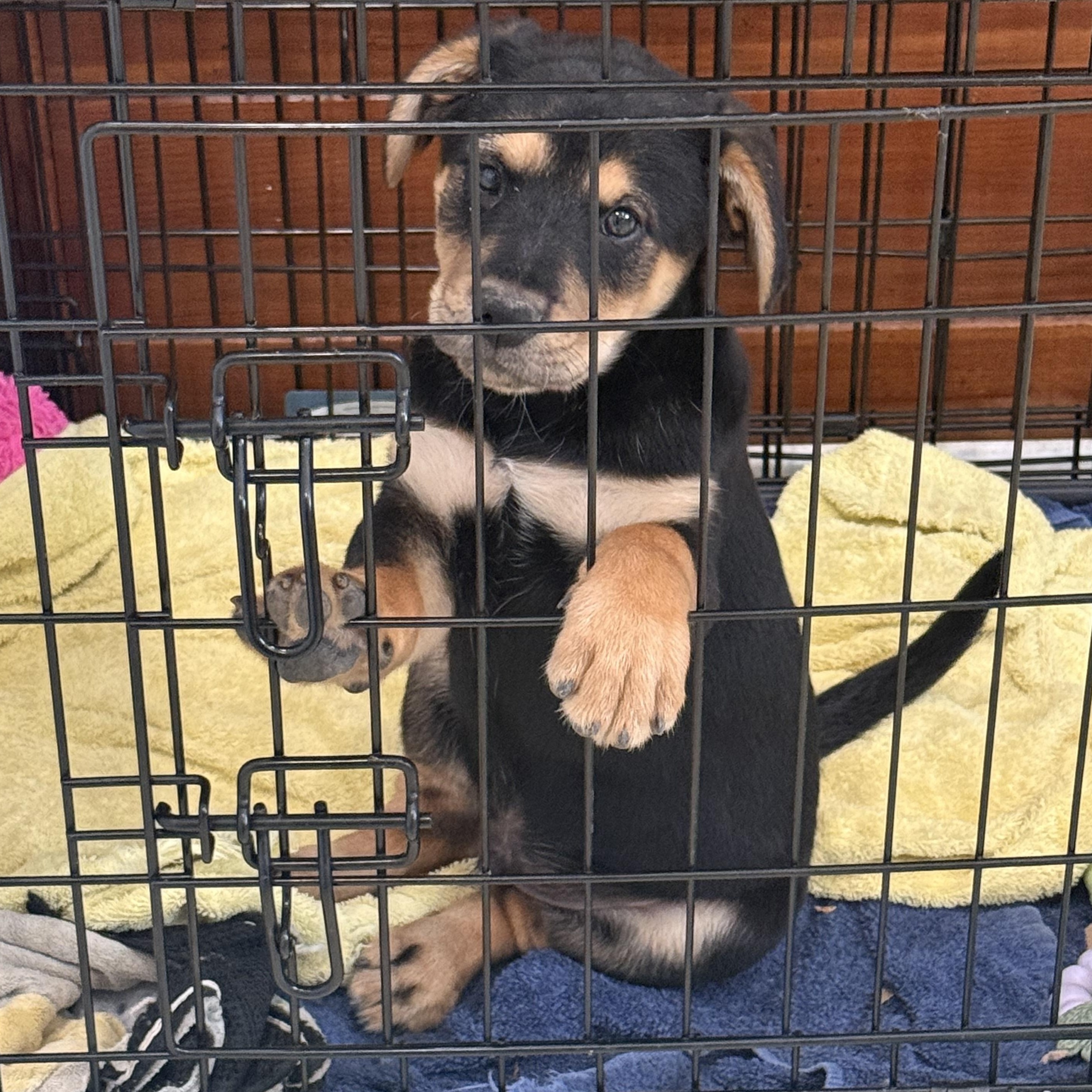 Enlarge Rhino, a Adoptable Mixed Breed in Richmond, VA image 6/6