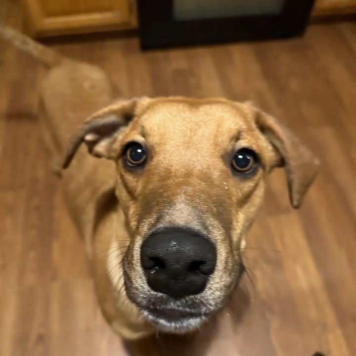 Enlarge Boisterous Buzz, a Adoptable mixed breed in Randolph, MA image 2/4