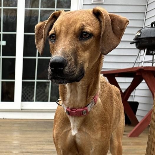 Enlarge Boisterous Buzz, a Adoptable mixed breed in Randolph, MA image 1/1