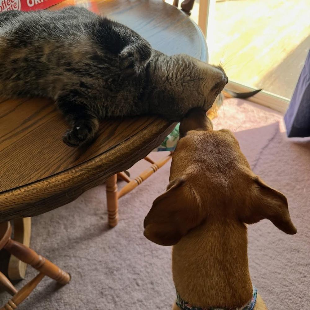 Enlarge Boisterous Buzz, a Adoptable mixed breed in Randolph, MA image 4/4