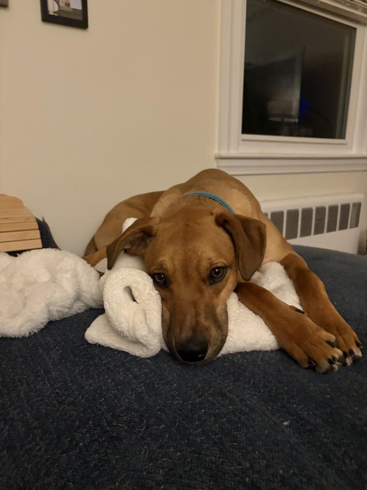 Enlarge Best Bud Buzz, a Adoptable mixed breed in Randolph, MA image 1/4