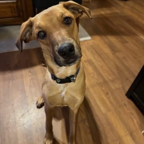 Boisterous Buzz, Adoptable, Puppy Male Labrador Retriever & Whippet.