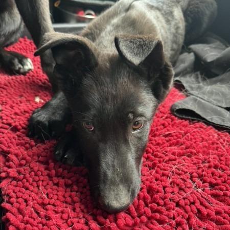 Rex 5/12/2026, Adoptable, Puppy Male German Shepherd Dog & Belgian Shepherd / Malinois.