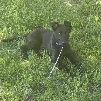 Enlarge Rex 5/12/2026, a Adoptable mixed breed in Van Horne, IA image 2/2