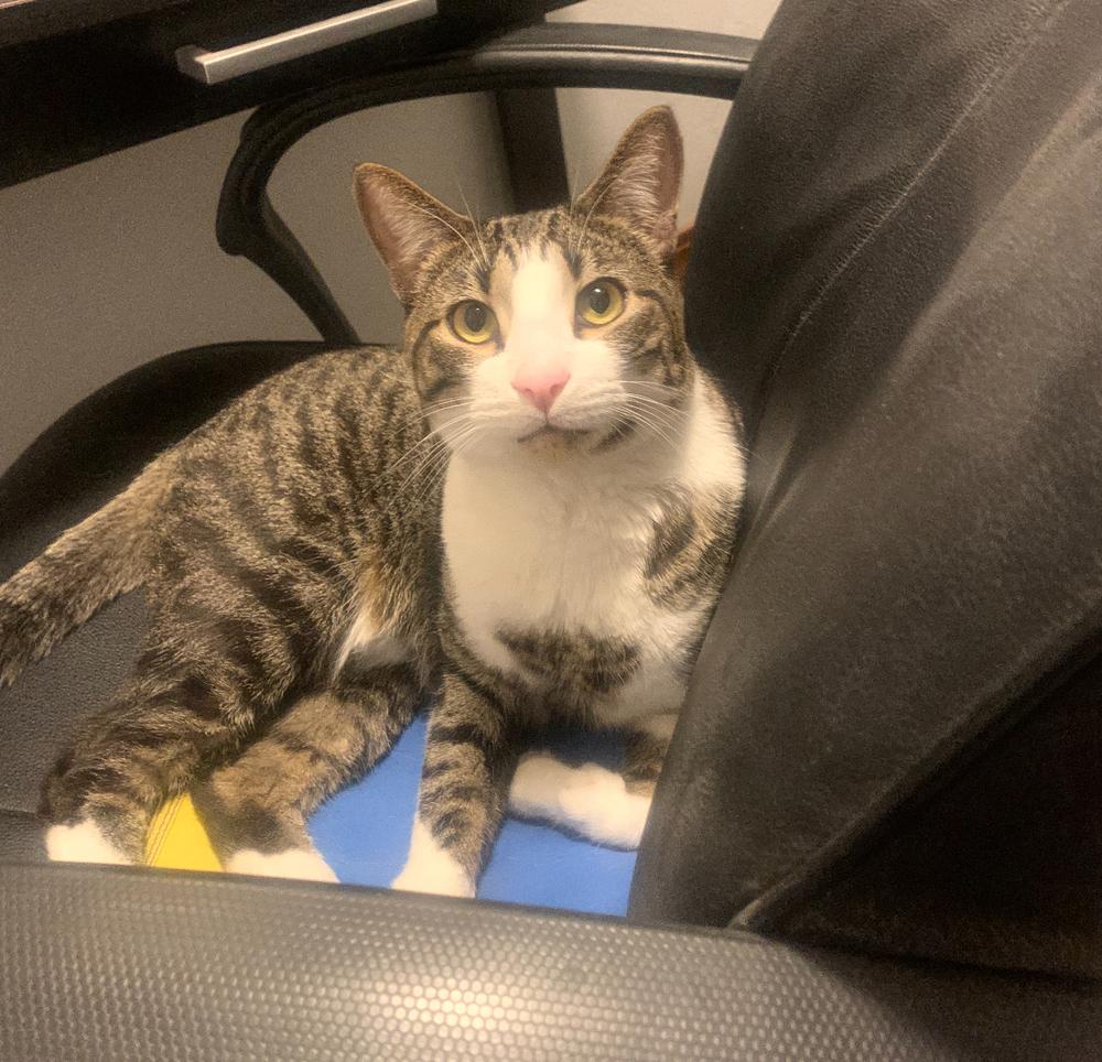 Lee’s Edison, Adoptable, Kitten Male Domestic Short Hair.