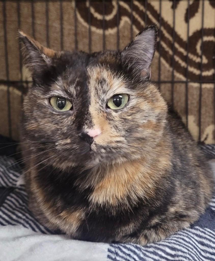 scarlett, a Adoptable mixed breed in Midland, TX image 2/2