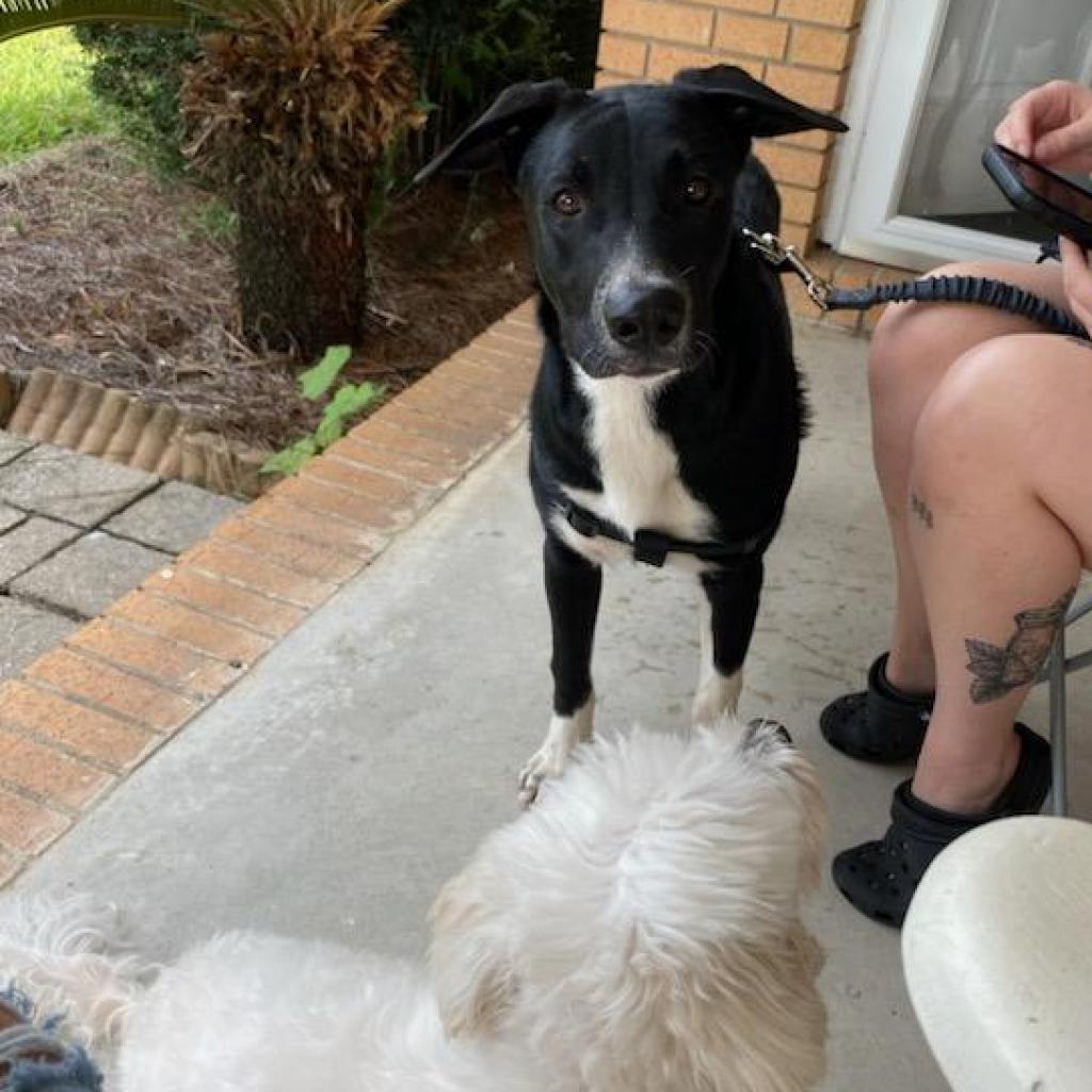 Lola, Adoptable, Adult Female Shepherd & Black Labrador Retriever.