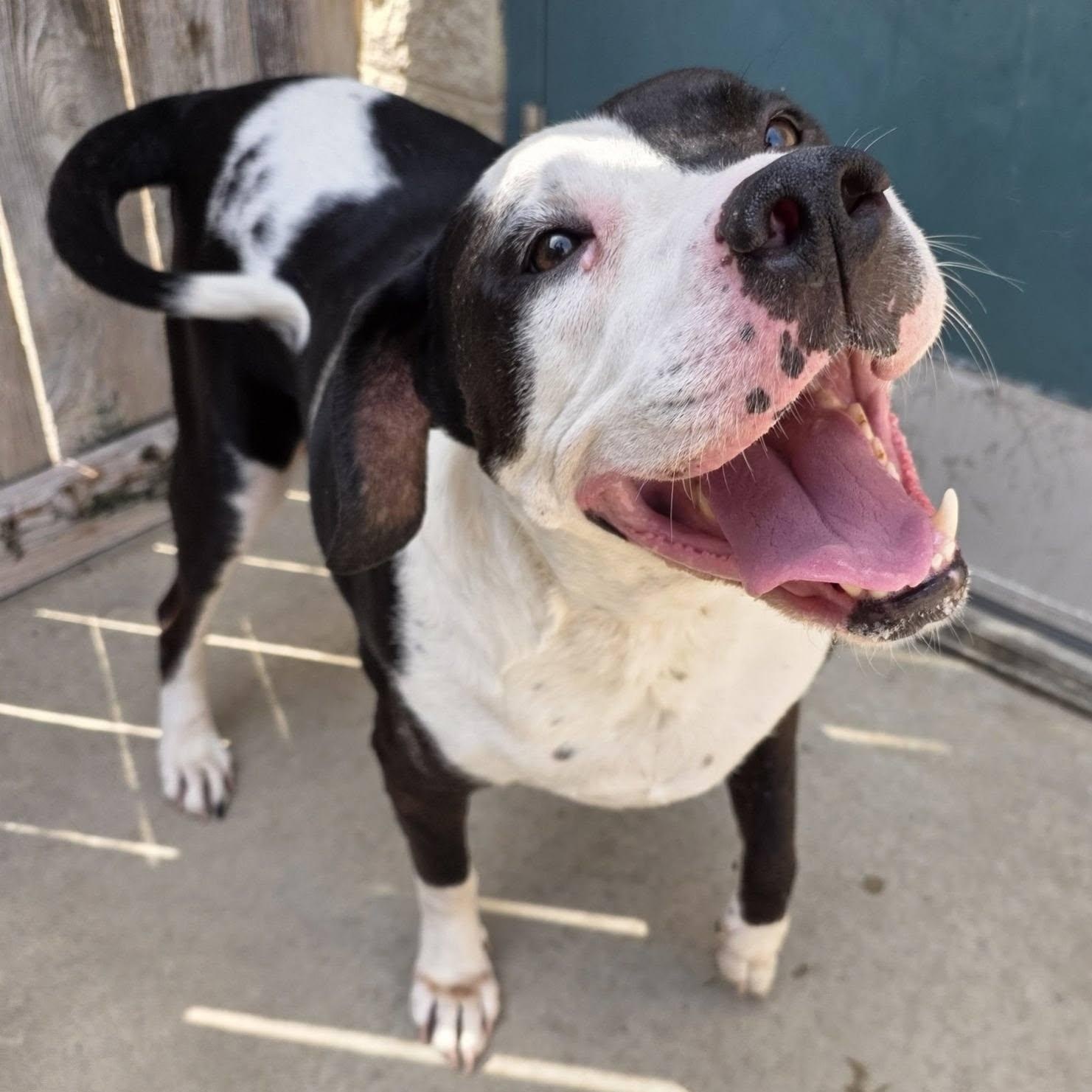 Maggie Moo, a ADOPTABLE mixed breed in Wheeling, IL image 5/6