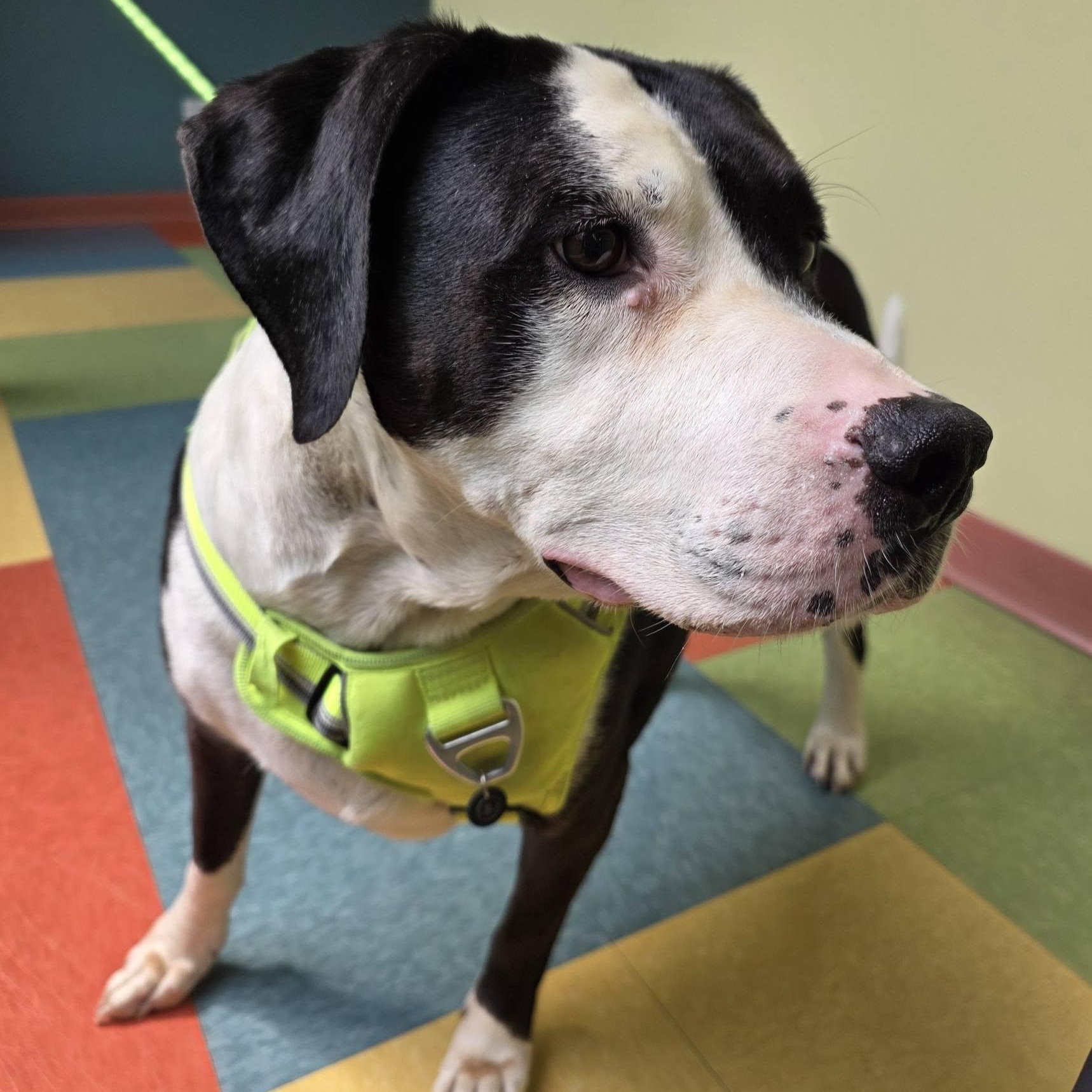Maggie Moo, a ADOPTABLE mixed breed in Wheeling, IL image 6/6
