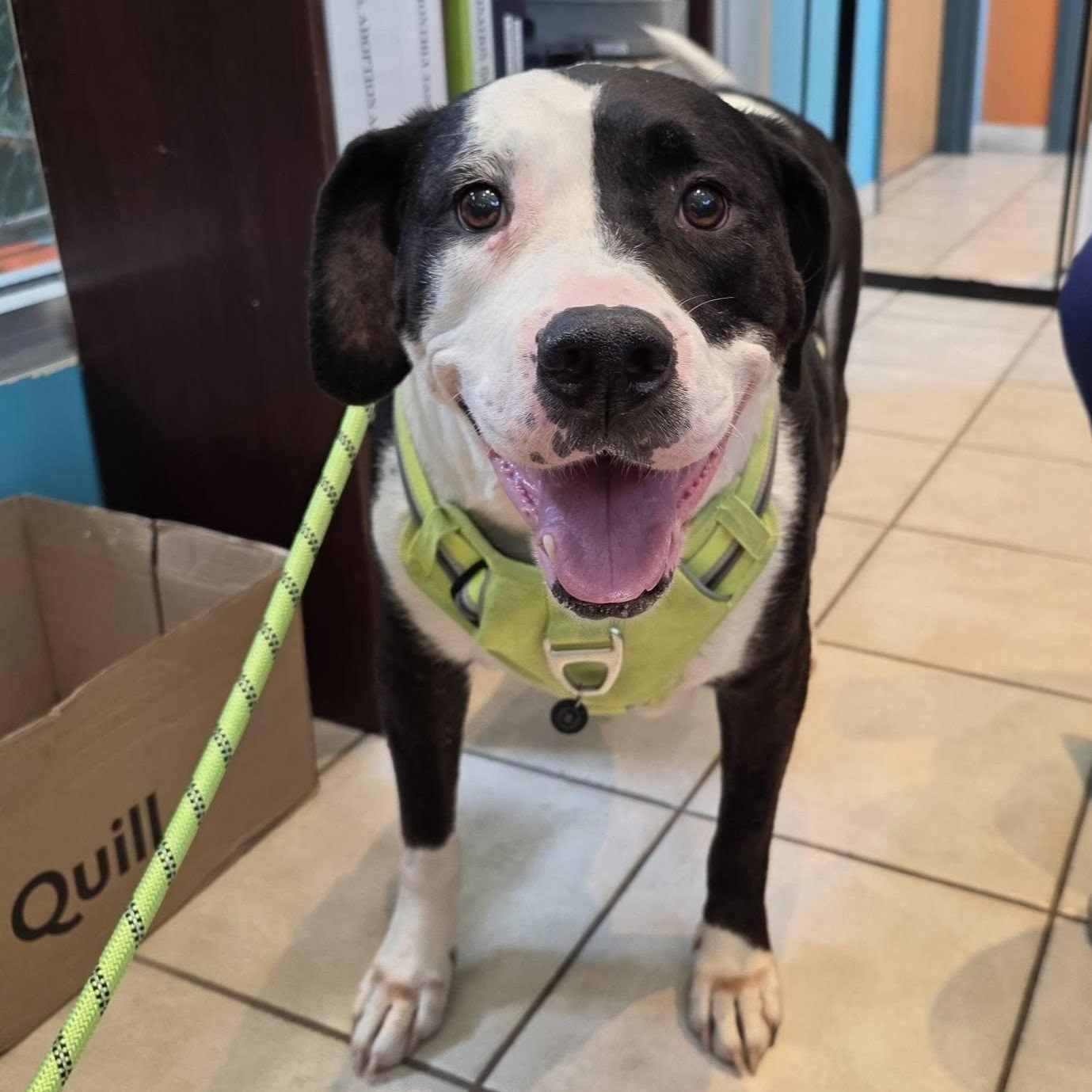 Maggie Moo, a ADOPTABLE mixed breed in Wheeling, IL image 2/6