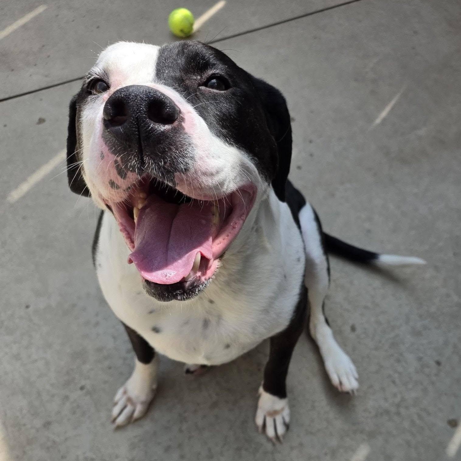 Maggie Moo, a ADOPTABLE mixed breed in Wheeling, IL image 1/6