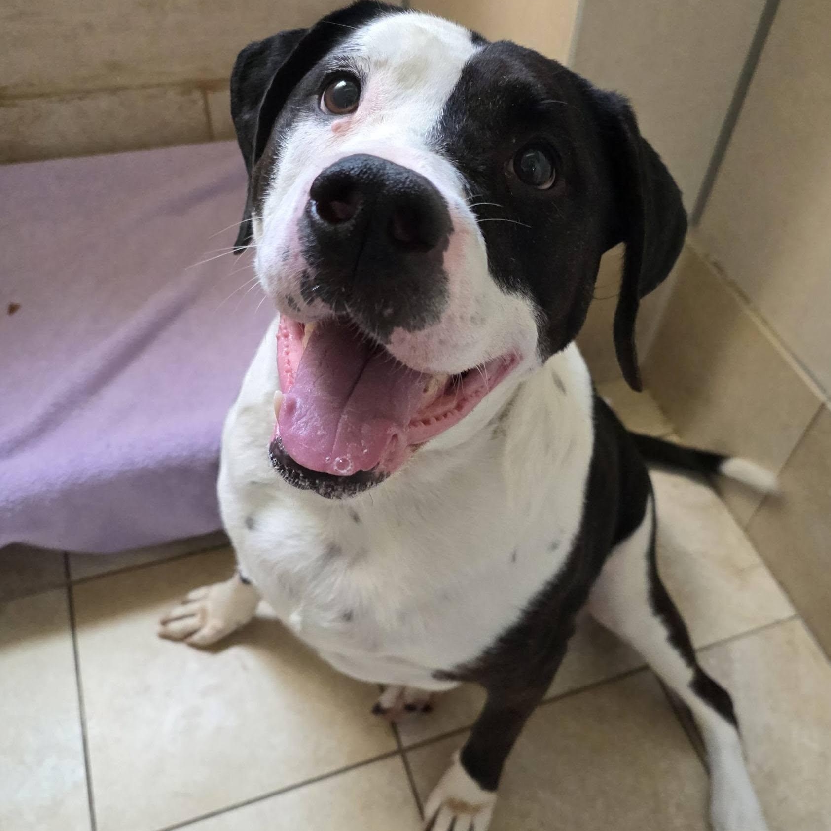 Maggie Moo, a ADOPTABLE mixed breed in Wheeling, IL image 4/6