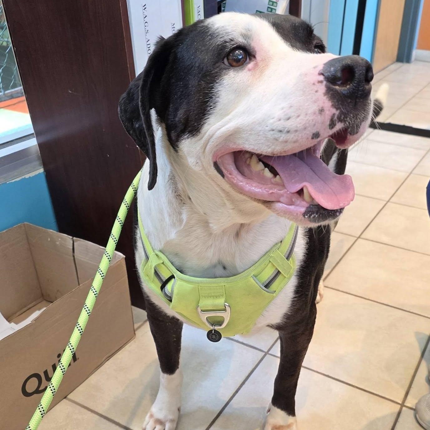 Maggie Moo, a ADOPTABLE mixed breed in Wheeling, IL image 3/6
