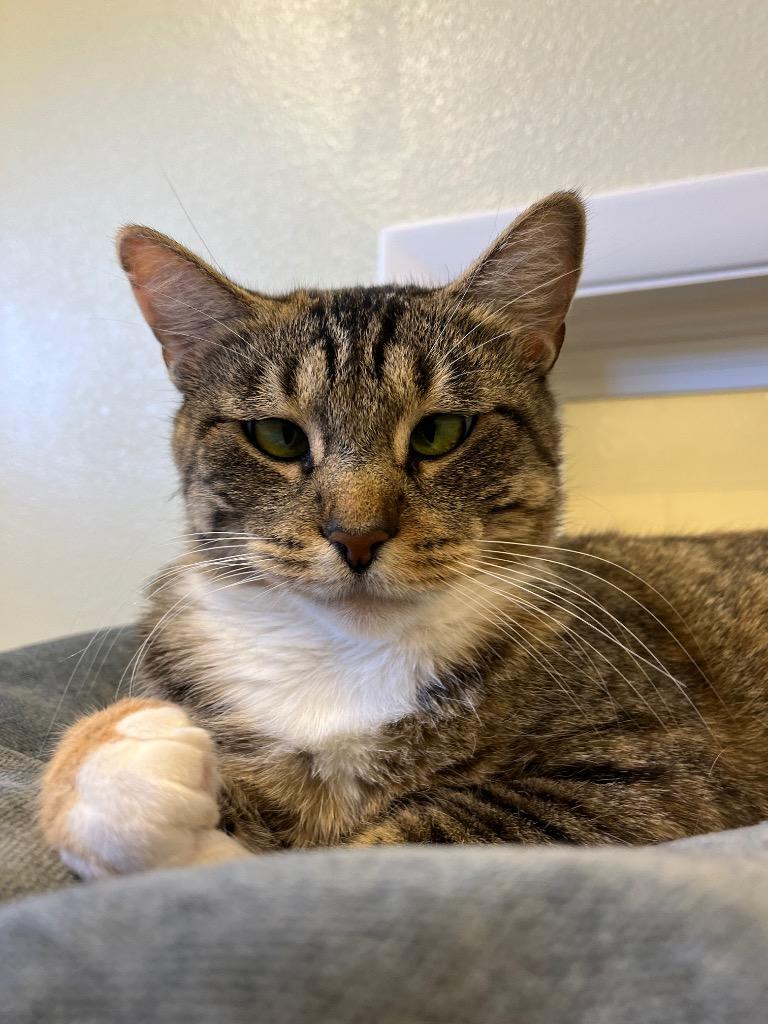 Susie, Adoptable, Adult Female Domestic Short Hair.