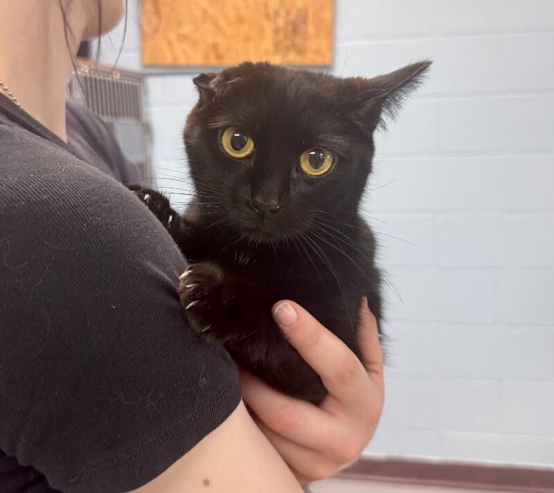 Enlarge Nugget, a Adoptable Domestic Short Hair in Wooster, OH image 1/1