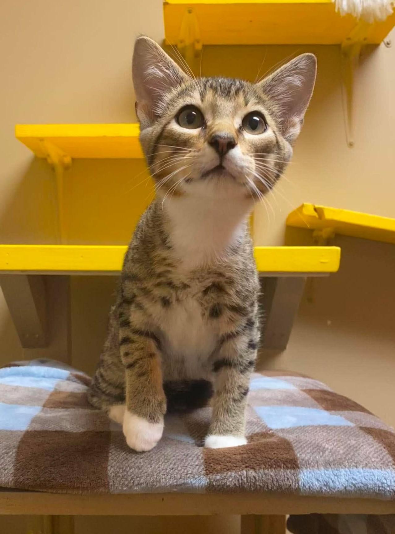 Enlarge Lawrence, a Adopted mixed breed in Maryville, MO image 1/2