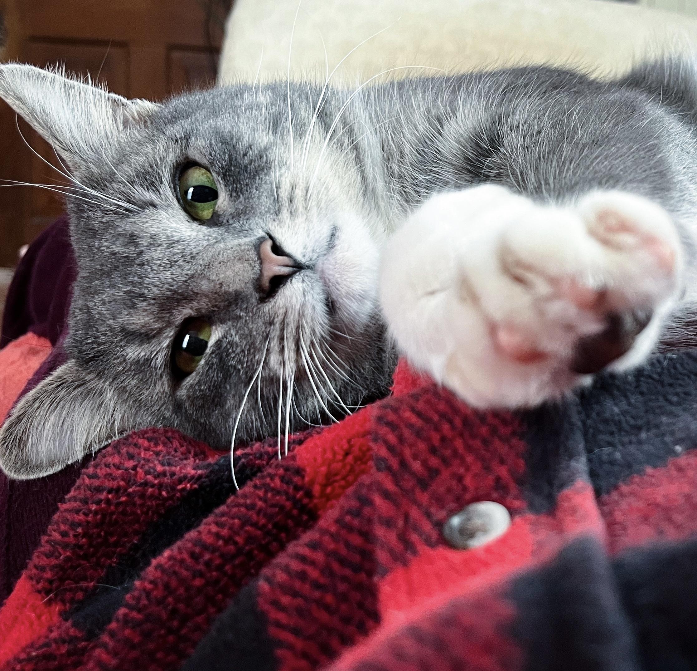 Enlarge Wizard, a ADOPTABLE American Wirehair in Columbia, TN image 2/5