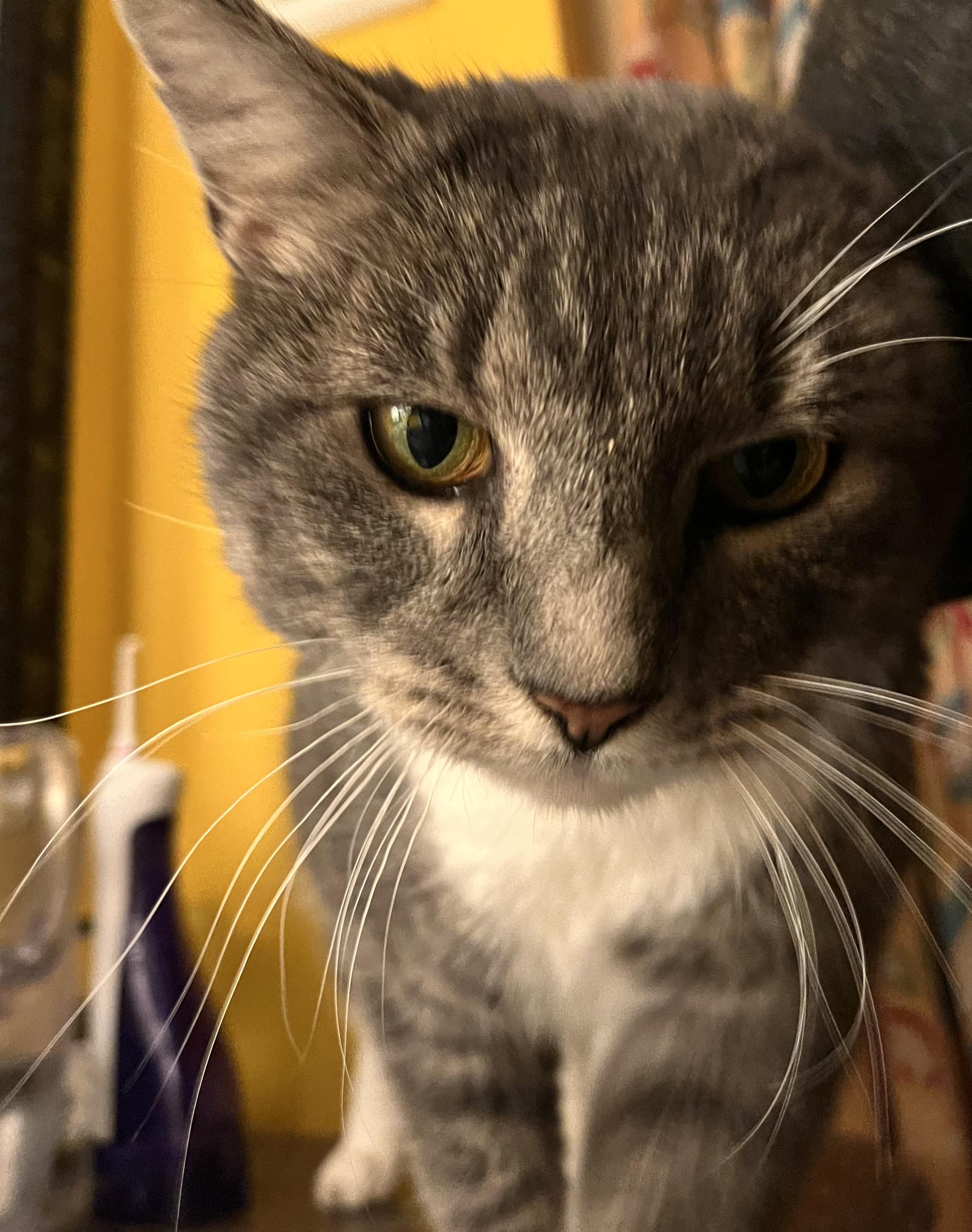 Enlarge Wizard, a ADOPTABLE American Wirehair in Columbia, TN image 5/5