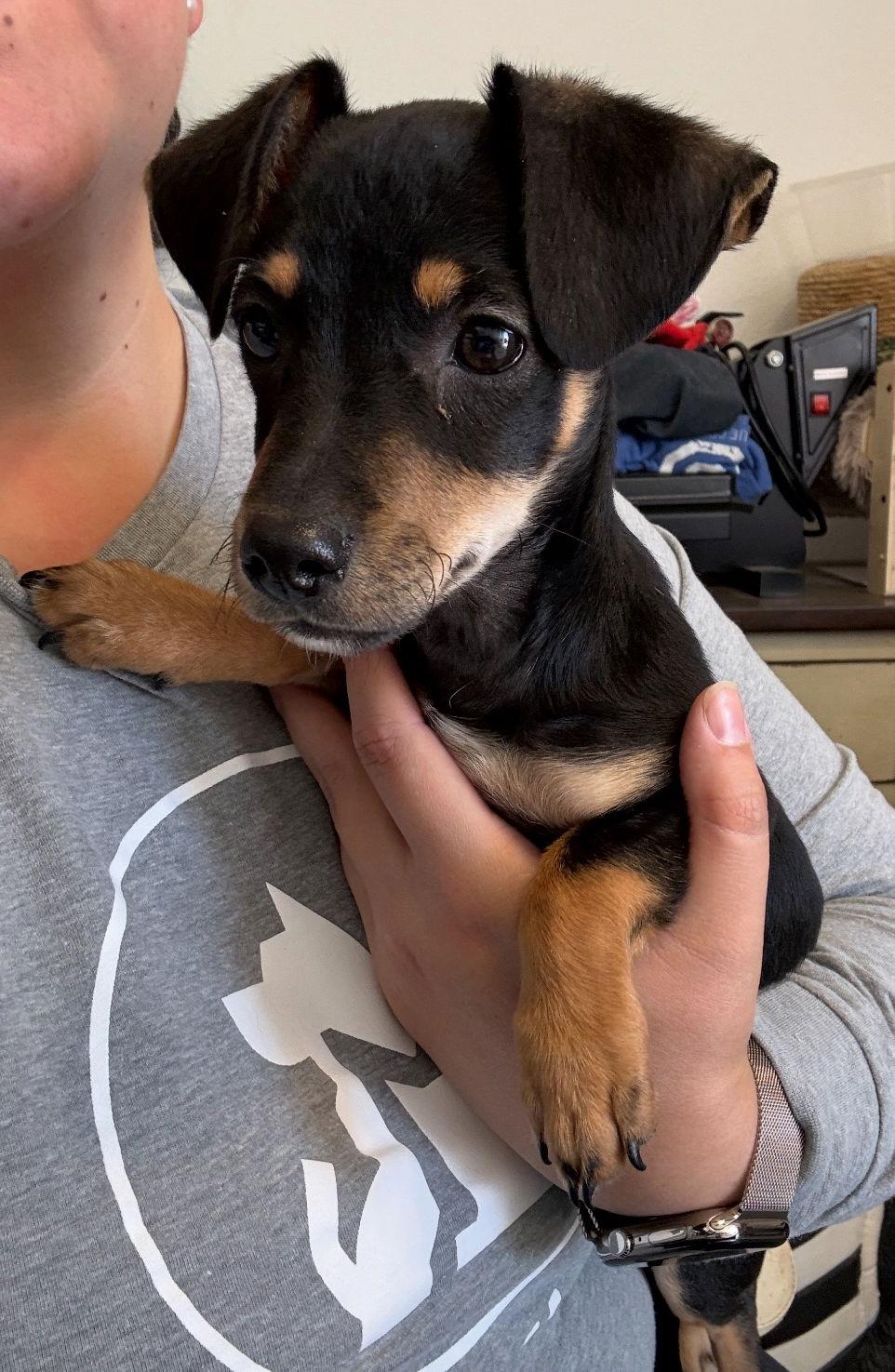 Bug- ADOPTION IN PROCESS, Adoptable, Young Male Dachshund.