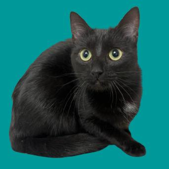 Houdini, Adoptable, Adult Female Domestic Short Hair & Domestic Medium Hair.