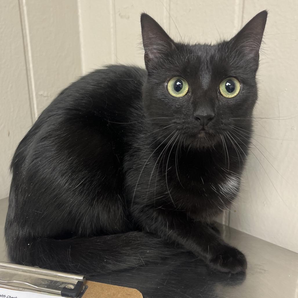 Enlarge Houdini, a Adoptable mixed breed in Tuscaloosa, AL image 2/3