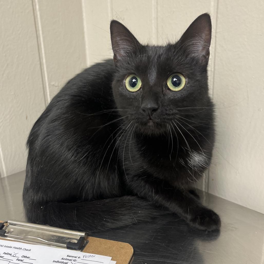 Enlarge Houdini, a Adoptable mixed breed in Tuscaloosa, AL image 3/3