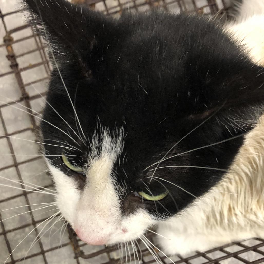 Linus, Adoptable, Adult Female Domestic Short Hair.