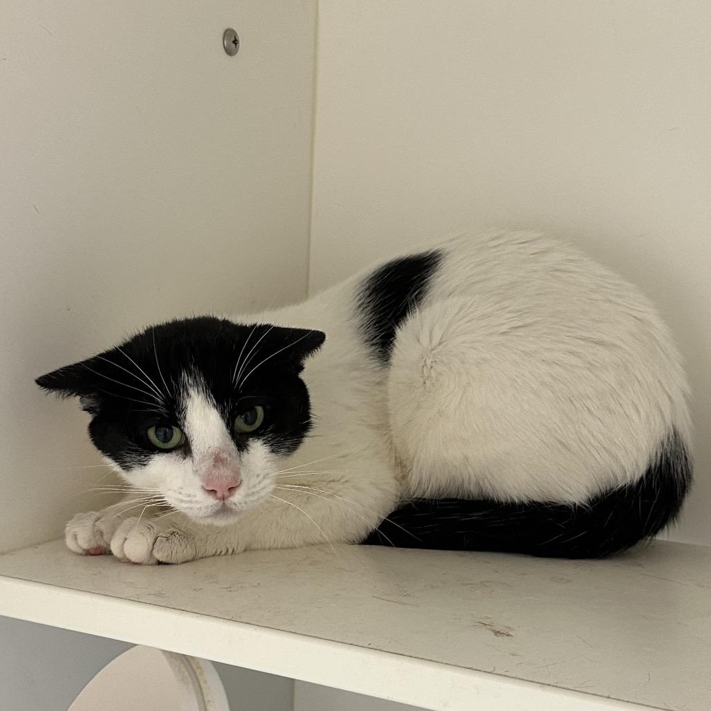 Enlarge Linus, a Adoptable Domestic Short Hair in Philadelphia, PA image 2/2