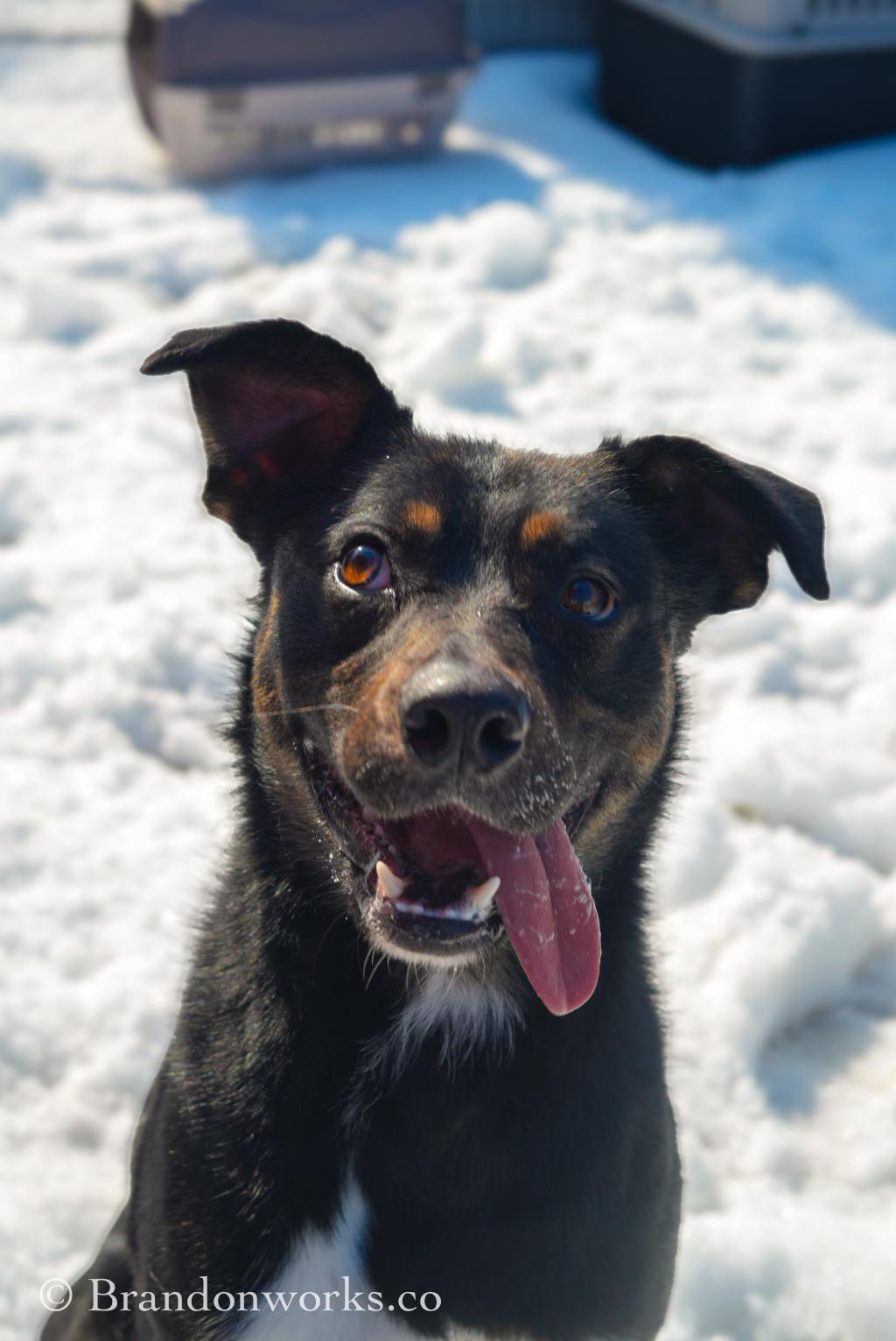 Max, Adoptable, Young Male Rottweiler & Mixed Breed.