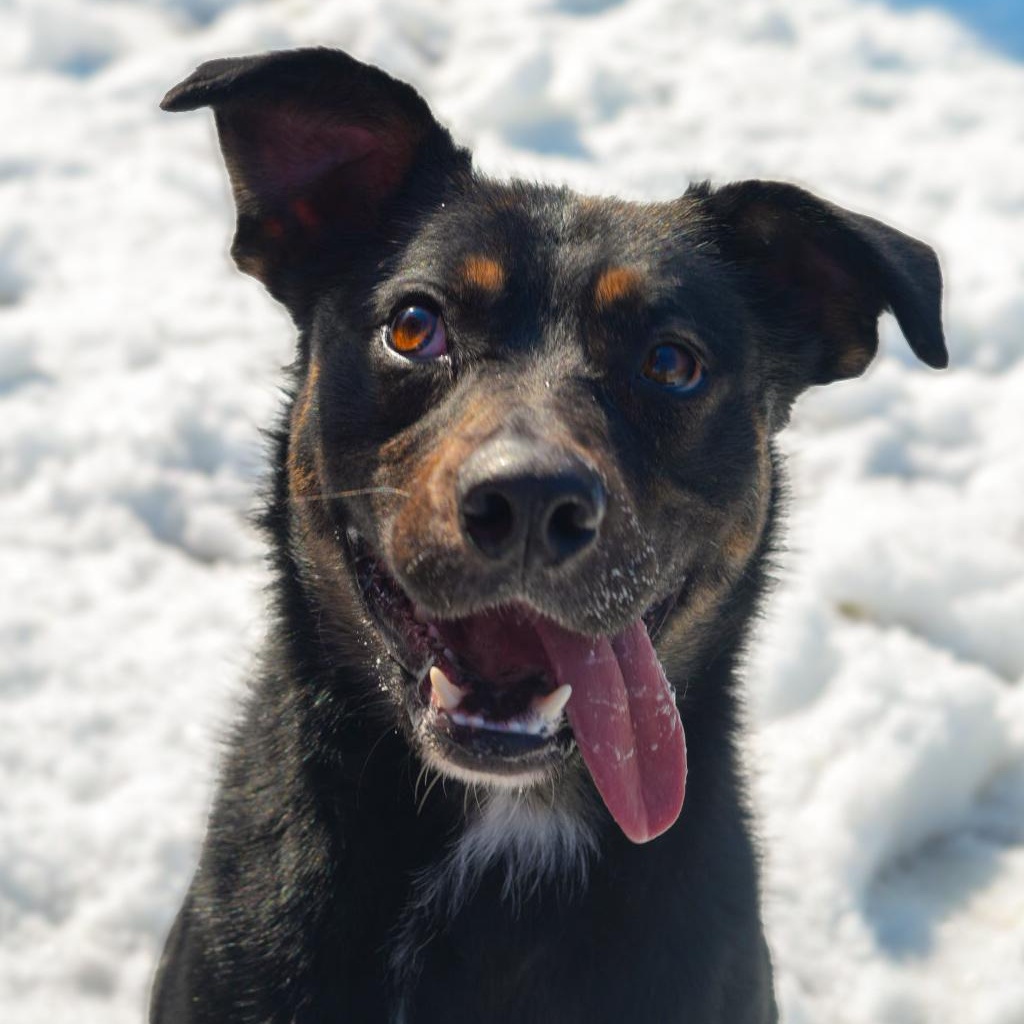 Enlarge Max ***No Adoption Fee Through March***, an adopted mixed breed in Stafford, VA image 2/6