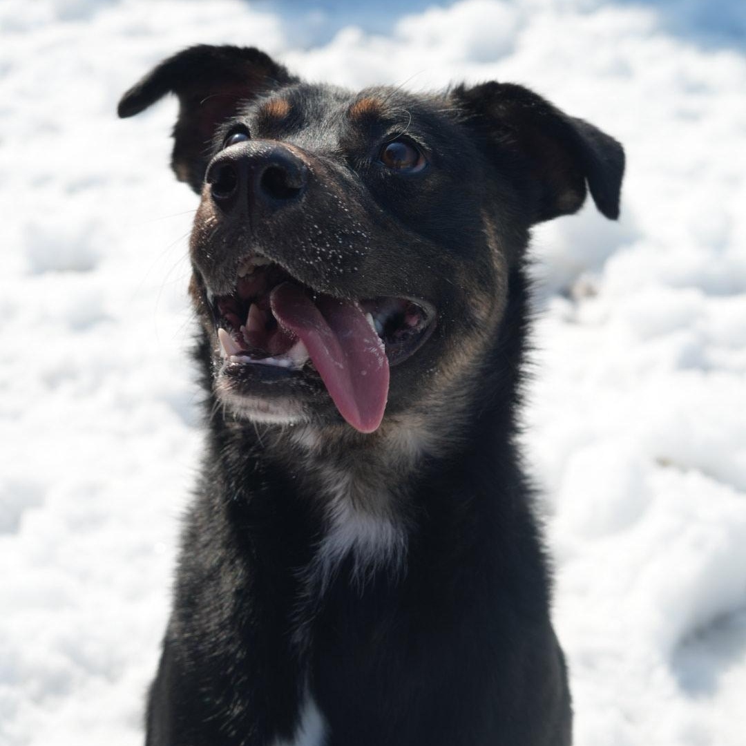 Enlarge Max ***No Adoption Fee Through March***, an adopted mixed breed in Stafford, VA image 6/6