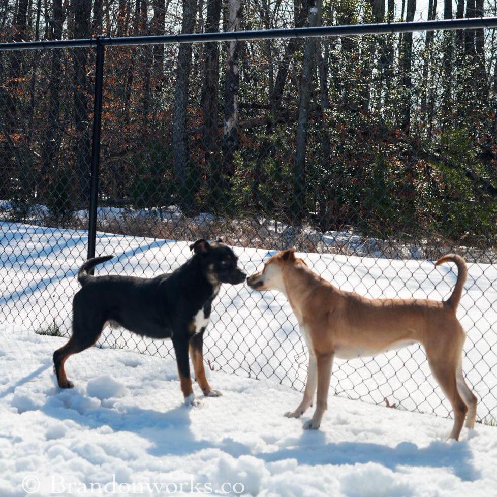 Enlarge Max ***No Adoption Fee Through March***, an adopted mixed breed in Stafford, VA image 4/6