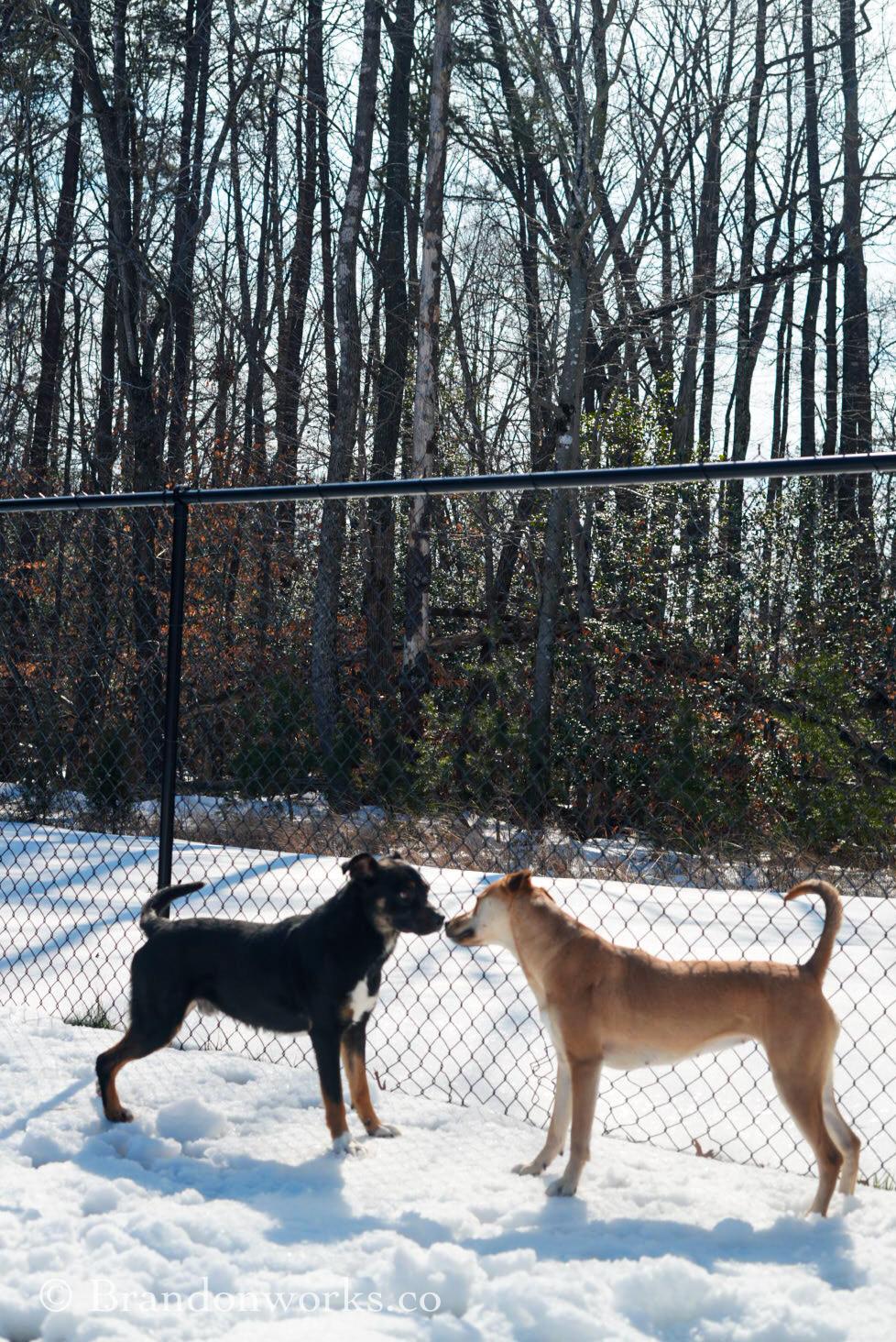 Enlarge Max, a Adoptable mixed breed in Stafford, VA image 2/5