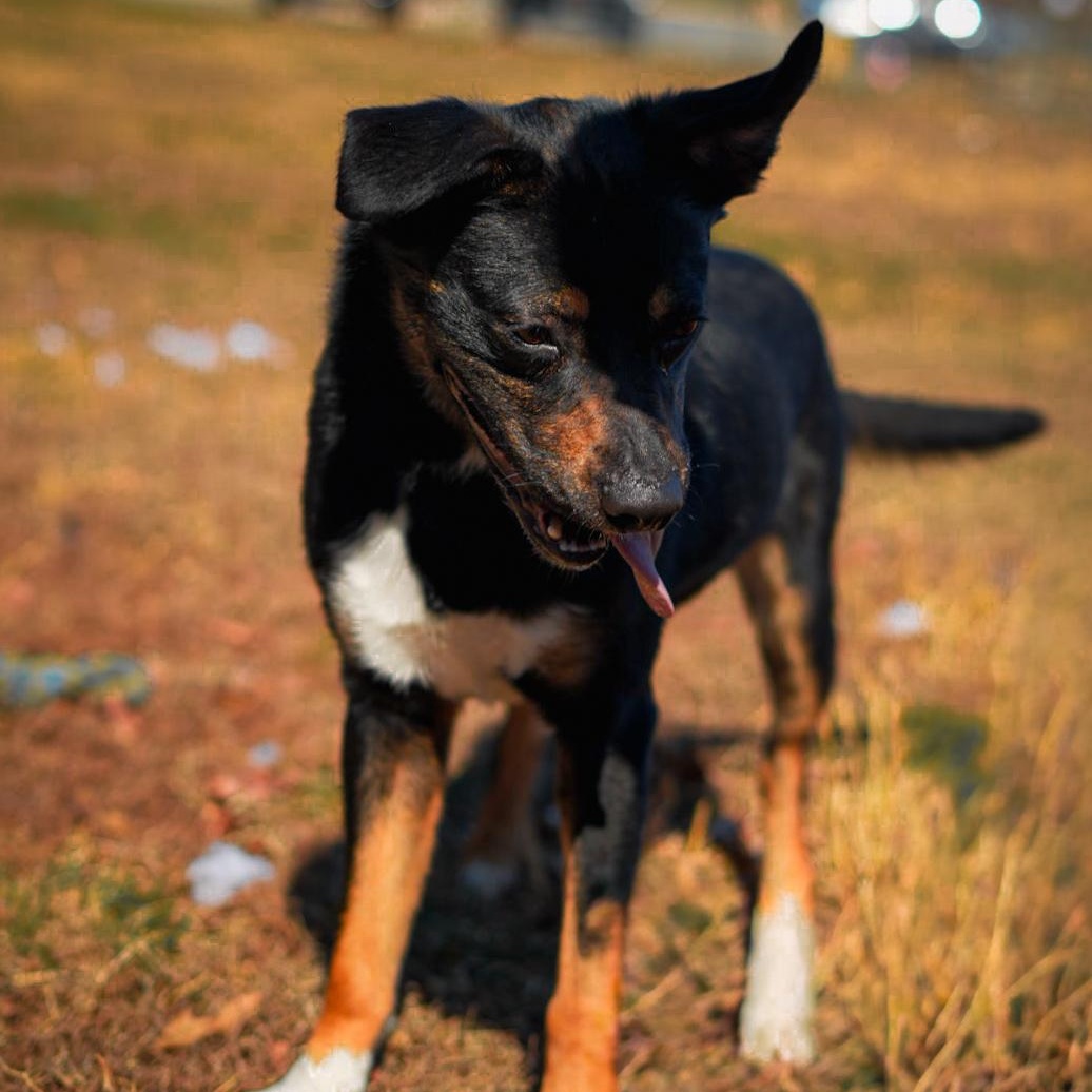 Enlarge Max ***No Adoption Fee Through March***, an adopted mixed breed in Stafford, VA image 3/6