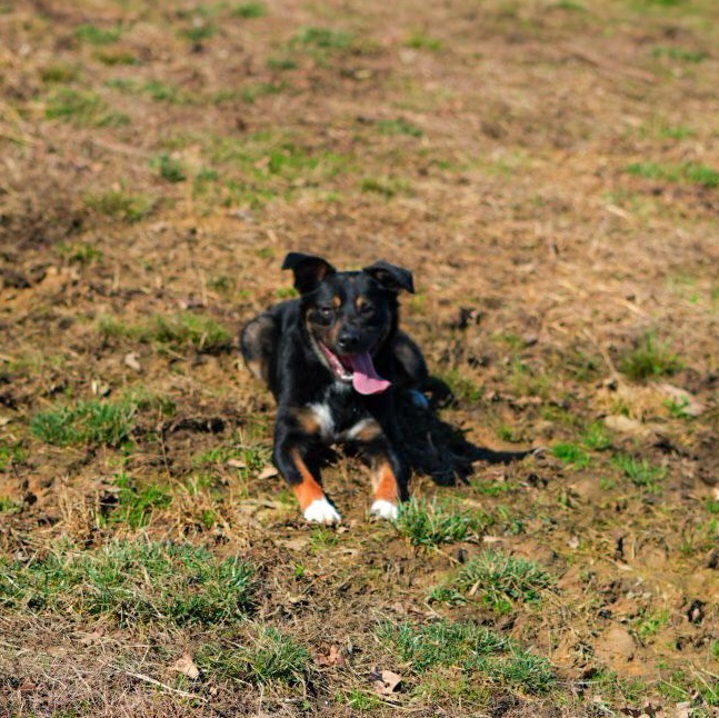 Enlarge Max ***No Adoption Fee Through March***, an adopted mixed breed in Stafford, VA image 5/6