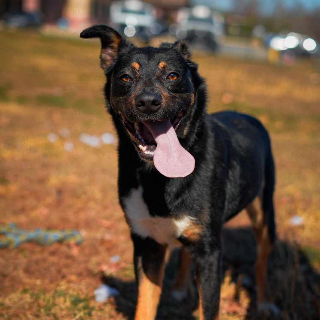 Enlarge Max ***No Adoption Fee Through March***, an adopted mixed breed in Stafford, VA image 1/6