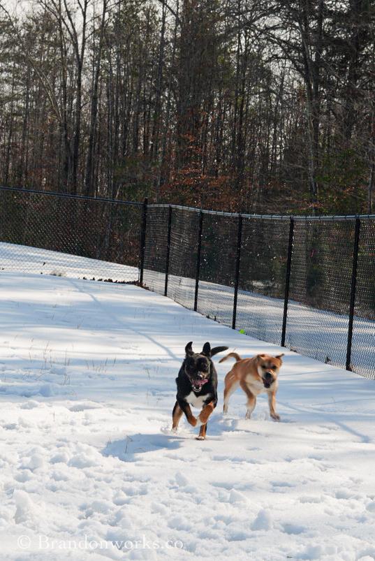 Enlarge Max, a Adoptable mixed breed in Stafford, VA image 5/5