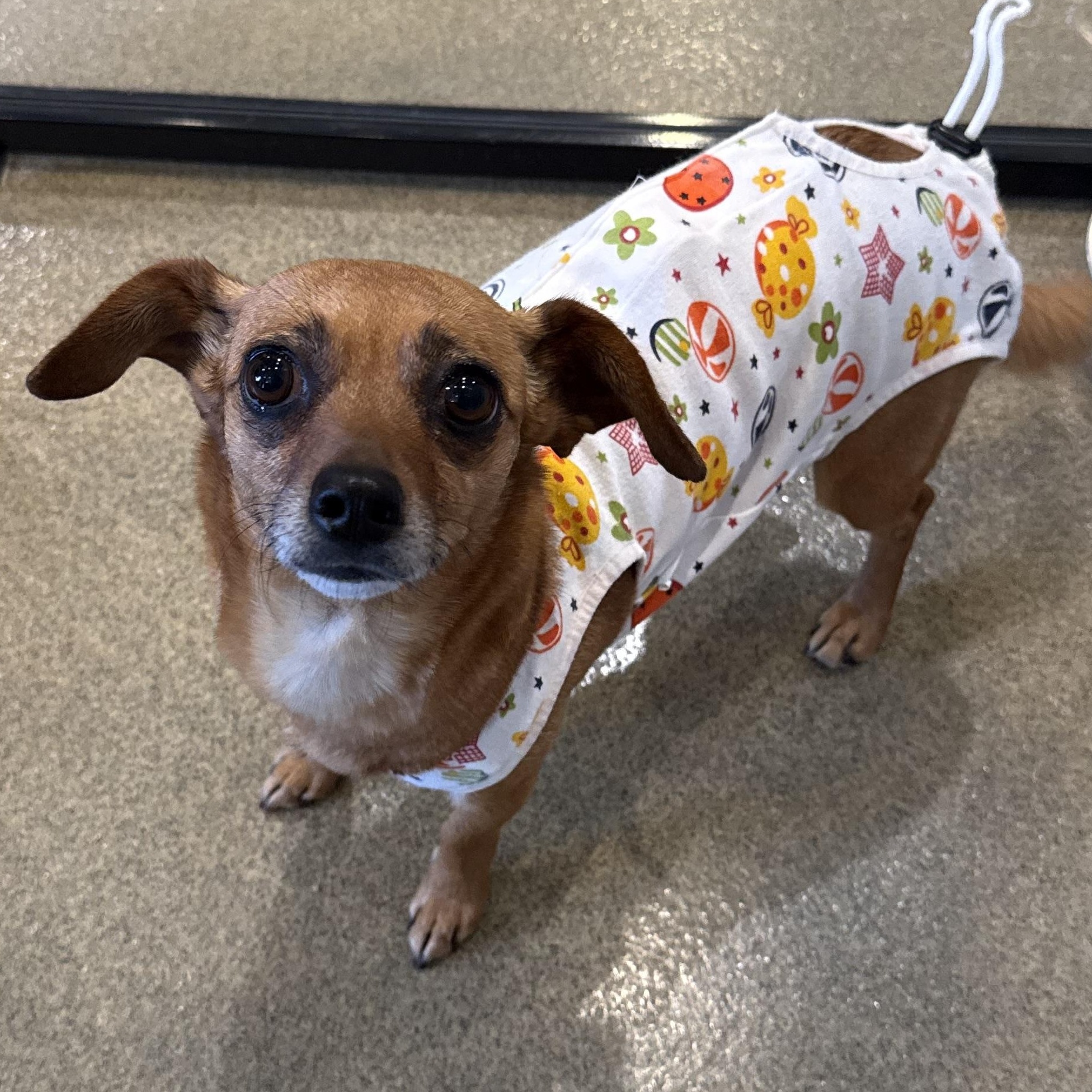 Cloe, ADOPTABLE, Adult Female Chihuahua & Dachshund.