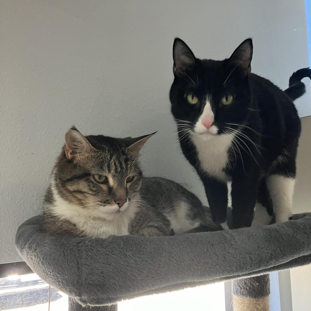 Enlarge Oreo, a Adoptable Domestic Short Hair in Idaho Falls, ID image 1/2