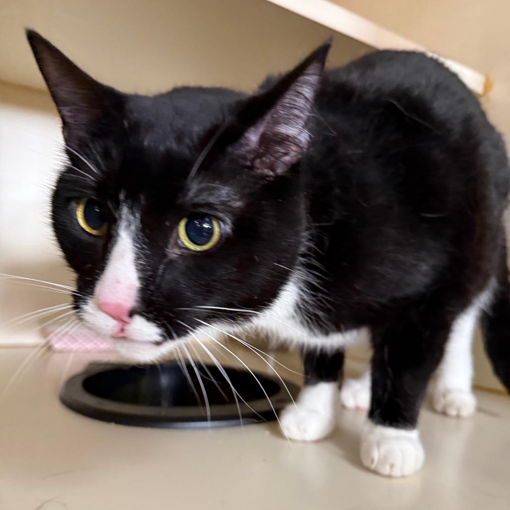 Enlarge Oreo, a Adoptable Domestic Short Hair in Idaho Falls, ID image 2/2