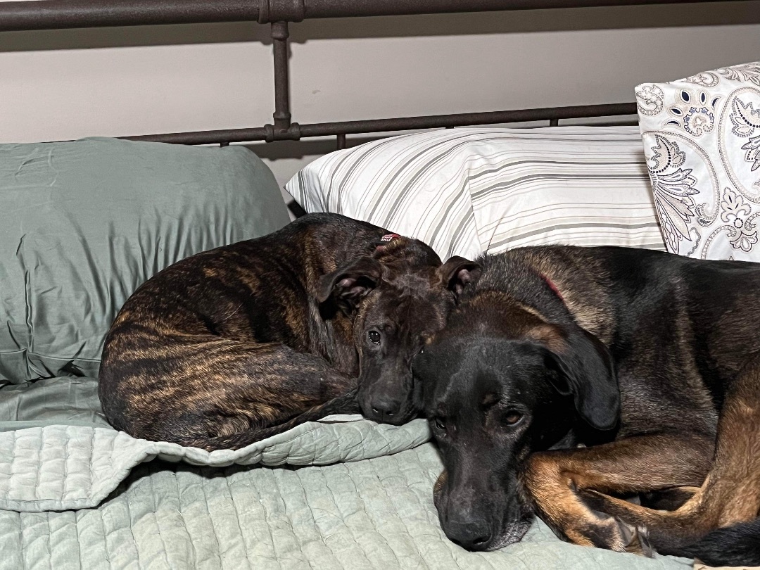 Prince Nolan, a Adoptable mixed breed in Ball, LA image 3/4