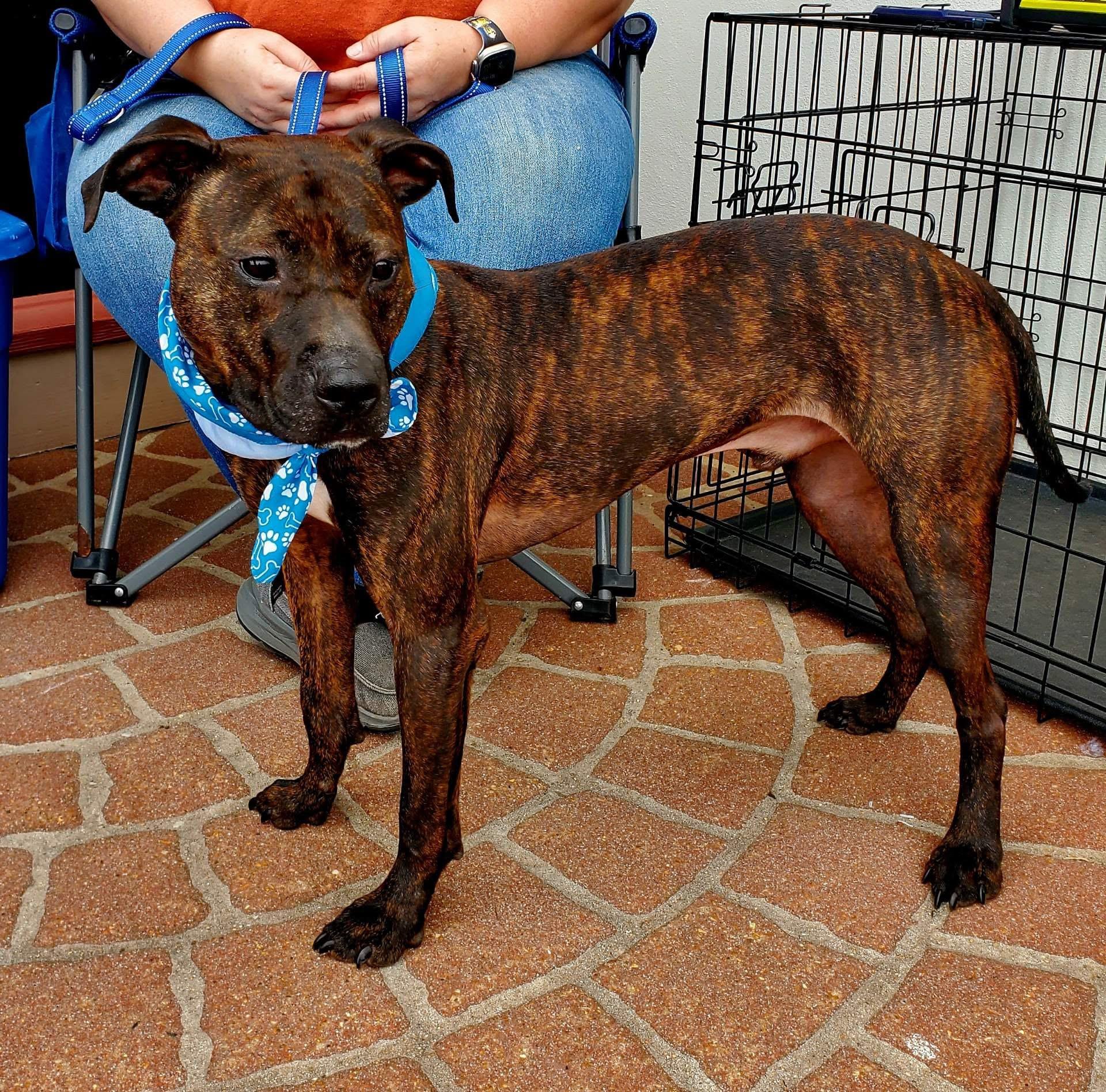 Ace, Adoptable, Young Male Mountain Cur.