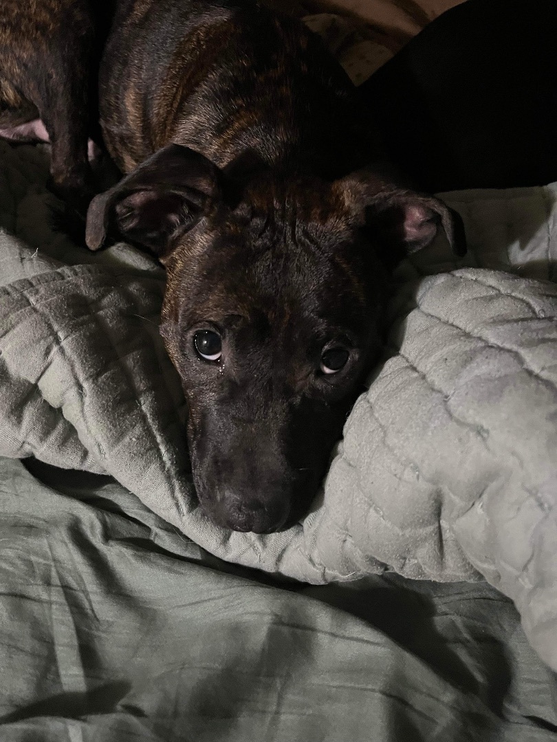 Prince Nolan, a Adoptable mixed breed in Ball, LA image 1/4