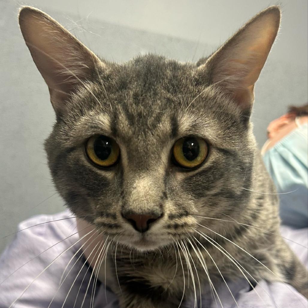 Huck, adopted, Adult Male Domestic Short Hair.