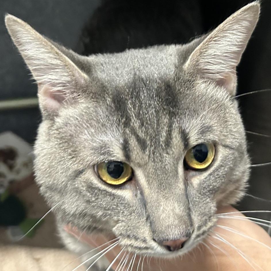 Enlarge Huck, an adopted Domestic Short Hair in Chicago, IL image 2/2