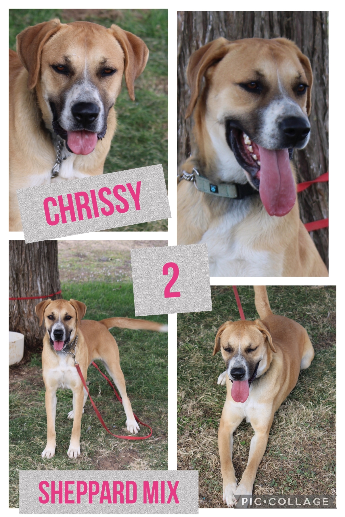 Chrissy, a Adoptable mixed breed in Ashdown, AR image 1/2
