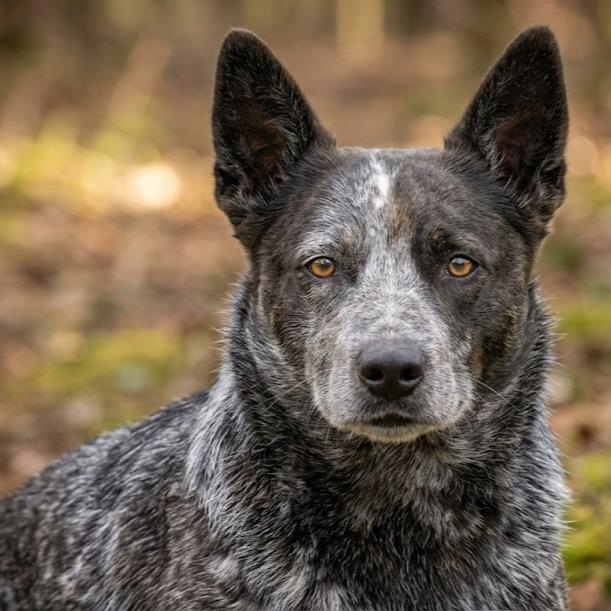 Enlarge June, a Adoptable Australian Cattle Dog / Blue Heeler in Pittsfield, IL image 2/2