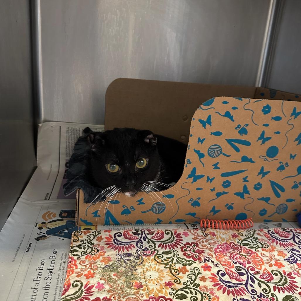 Enlarge Darby, a Adoptable Domestic Short Hair in Santa Barbara, CA image 1/2