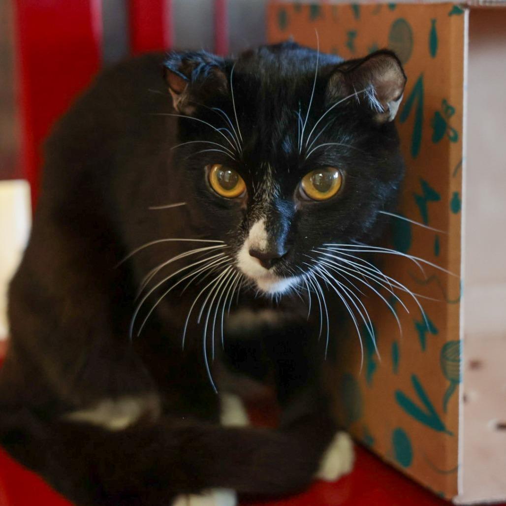 Enlarge Darby, a Adoptable Domestic Short Hair in Santa Barbara, CA image 2/2