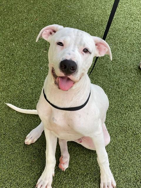 Enlarge SIMPSON, a Adoptable mixed breed in Fayetteville, NC image 1/1